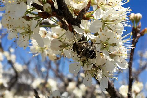 Beach plum (Prunus maritima) – Seashore to Forest Floor