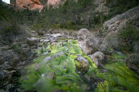 Mediterranean forest stock image. Image of natural, rural - 92016751