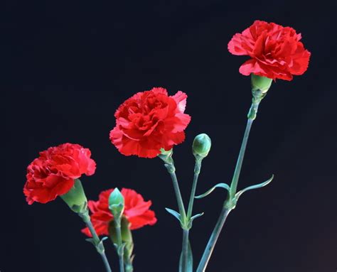 Red carnations Stock Photo free download