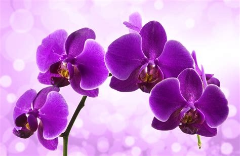 Orchid HD Wallpapers