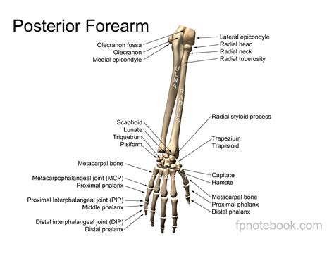 Arm Anatomy