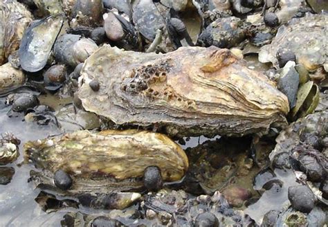 How to Farm and Care for Pacific Oyster Shellfish (Crassostrea gigas) - Agric4Profits