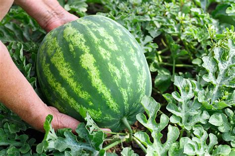 Watermelon In Garden Stock Photo - Download Image Now - iStock