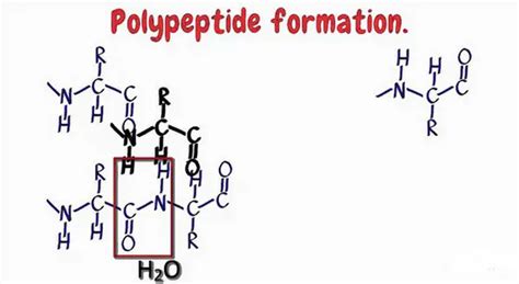 What is a Polypeptide Chain - Definition, Types (Bond) and Examples