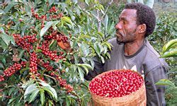 Coffee harvesting. Sidama coffee farmers cooperative union in Ethiopia ...