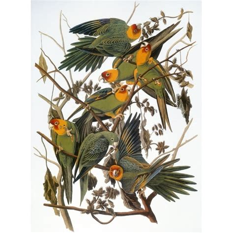 Audubon Parakeet Ncarolina Parakeet Or Carolina Parrot (Conuropsis Carolinensis) From John James ...