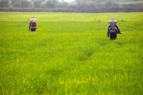 Farmers Spreading Fertilizer Stock Photo - Image of portrait, rice: 22871936