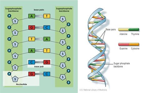 REPLIKASI, TRANSKRIPSI DAN TRANSLASI (SINTESIS PROTEIN)