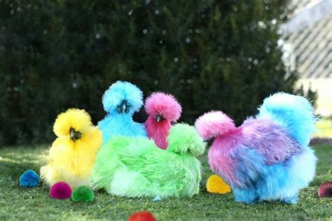 Silkie Chickens laying pom poms! | Hühner und hähne, Lustige haustiere, Hühner