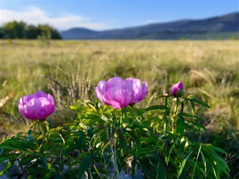 How To Collect Peony Seeds? Harvesting and Planting the Peony Seeds