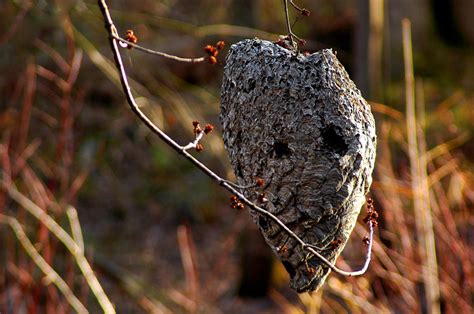 Bald faced hornet nest Photograph by LeeAnn McLaneGoetz ...