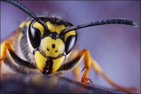 GERMAN WASP Foto & Bild | tiere, tier und mensch, * Bilder auf ...