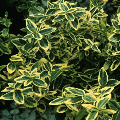 Euonymus fortunei 'Emerald 'n' Gold' - Midwest Groundcovers, LLC