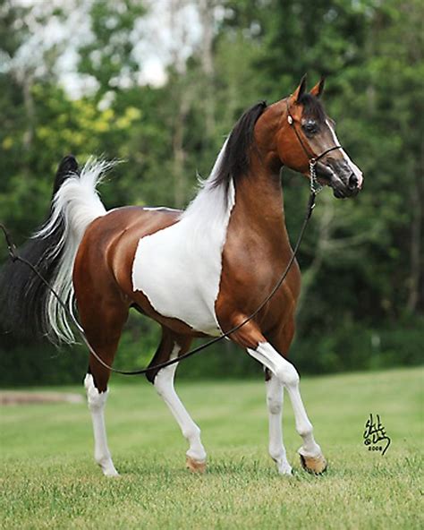 207 best images about Arabian horse - odd colors on Pinterest