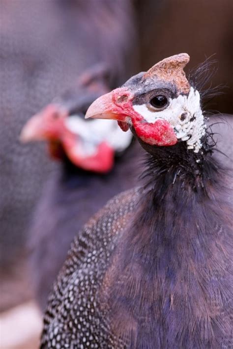 Royal Purple Guinea for Sale | Chickens For Backyards