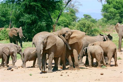 African Elephant Herd Photograph by John Devries/science Photo Library ...