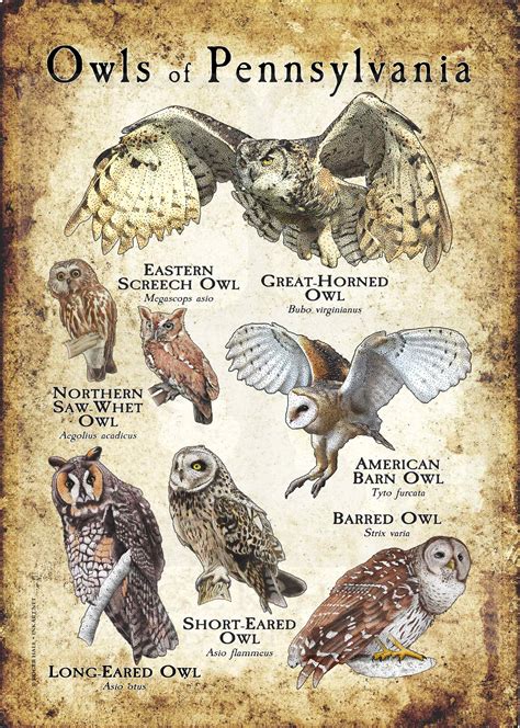 Owls of Pennsylvania Poster Print