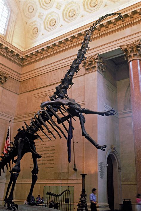 American Museum of Natural History | Dinosaurs, Exhibits, Education ...