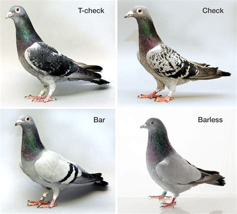 Racing Pigeon Color Chart