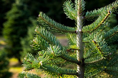 8 Types of Christmas Trees You Can Grow | Growing Trees