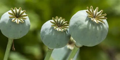 Farmers harvest opium – level 3 - News in Levels