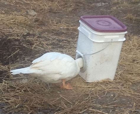 Yes, even ducks can use this bucket feeder! | Duck feeder, Poultry feeders, Duck feed