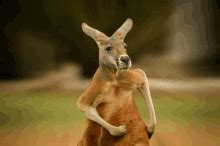 Kangaroo Gif GIFs | Tenor