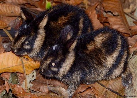 This Annamite striped rabbit native to the Annamite mountain range on the Laos-Vietnam border ...