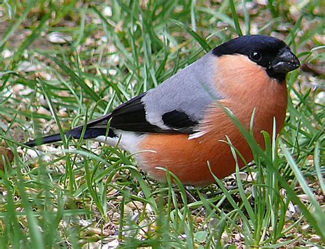 Eurasian Bullfinch Care Sheet | Birds Coo