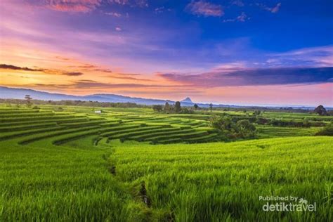 Pesona Persawahan Indonesia di Bengkulu Utara