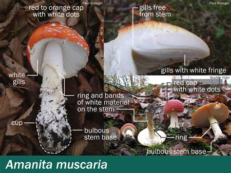 Amanita muscaria – Mushrooms Up! Edible and Poisonous Species of ...