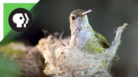 Hummingbird Nests/ Eggs/ Baby Hummingbird Pictures/Photos