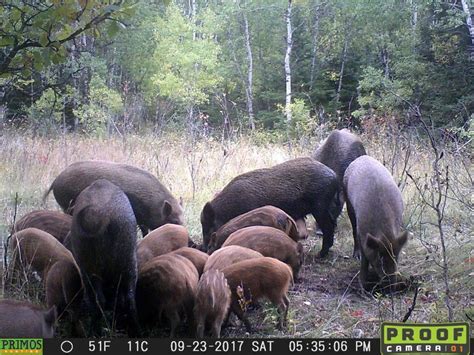 Alberta encourages wild boar hunting as population skyrockets