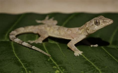 Tropical House Gecko in August 2023 by Henry Seilheimer · iNaturalist