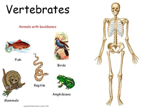 ShowMe - vertebrate