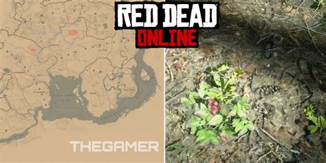 Red Dead Online: Best Wintergreen Berry Locations