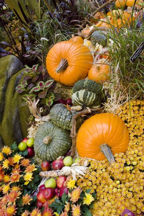 Fall Season Pumpkins At Harvest Stock Image - Image: 6793025