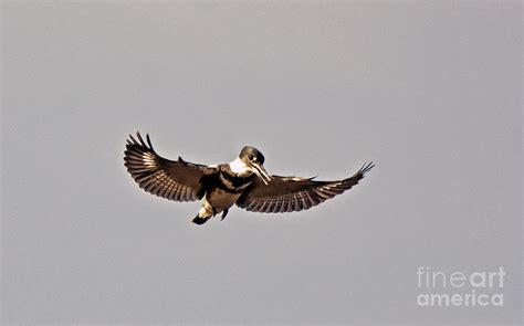 Kingfisher in flight Photograph by Davids Digits