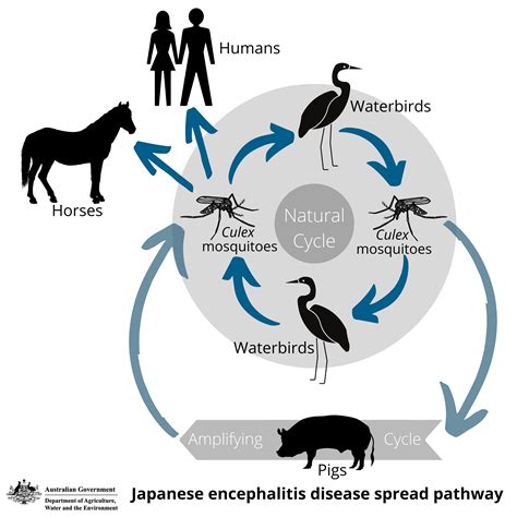 Japanese encephalitis virus: Australian outbreak on pig farms | The Pig Site