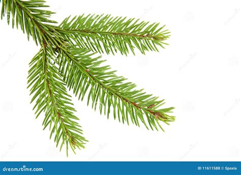 Branch of a Christmas Tree stock photo. Image of backgrounds - 11611588