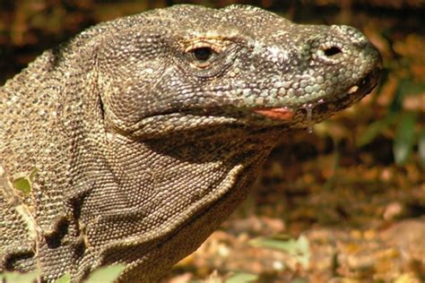 The Myth of the Komodo Dragon’s Dirty Mouth