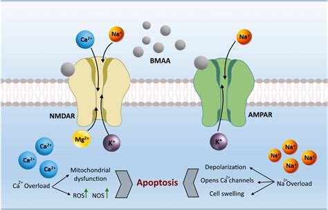 BMAA effect on NMDA and AMPA receptors. BMAA acts as a glutamate ...