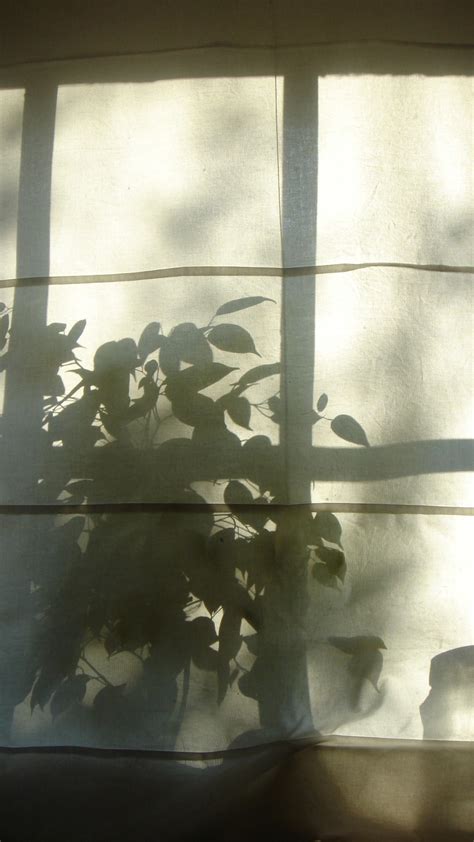 Free Images : silhouette, light, plant, white, glass, wall, reflection, shadow, lighting ...