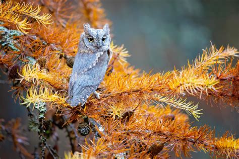 Eurasian scops owl 4139329 Stock Photo at Vecteezy