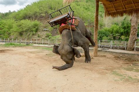 Elephant with Howdah at Elephants Camp,Thailand Stock Image - Image of ...