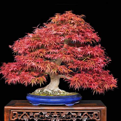 ACER palmatum atropurpureum Bonsai - Bonsai – Australian Seed