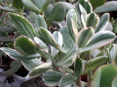 Crassula ovata 'Tricolor' - World of Succulents