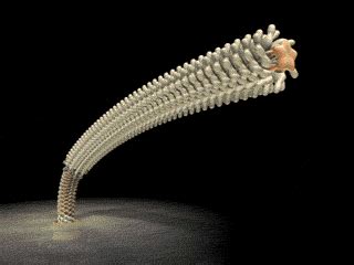 The Evolution of the Flagellum