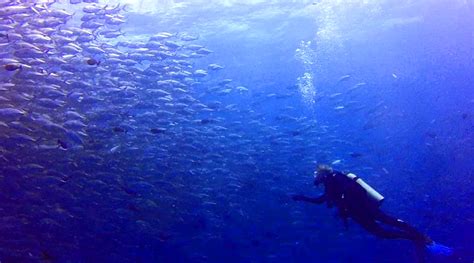 Diving in Palau Perhaps the Top Site in the World for Serious, Varied Diving | Rick Crandall