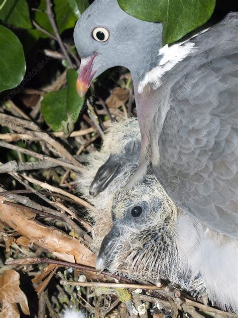 Wood pigeon nest - Stock Image - C008/5812 - Science Photo Library